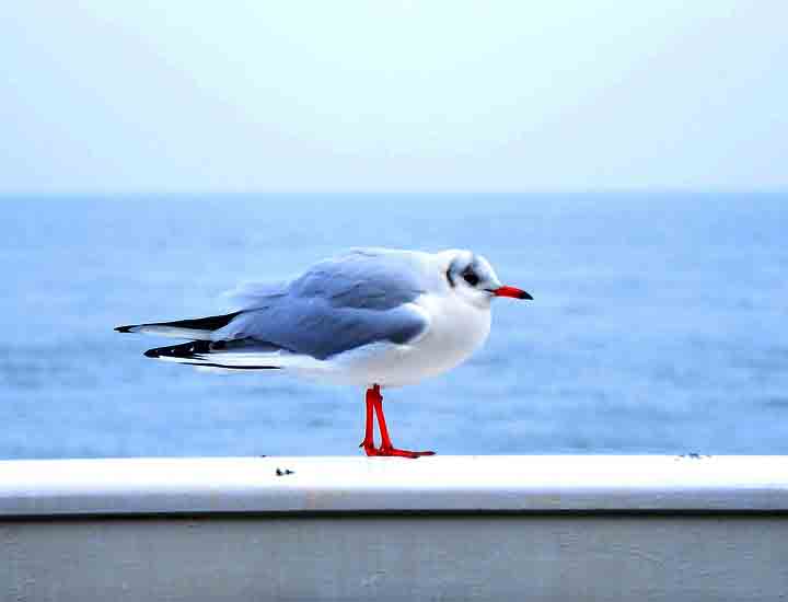 网页攻击器教程